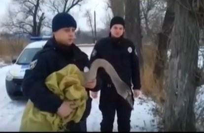 Гуси-лебеді. Васильківські поліціянти врятували пораненого лебедя