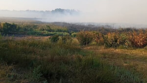 Неподалік міста Василькова ліквідують пожежу на 2 Га
