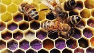 Все для пасіки: як сучасні технології допомагають українським бджолярам