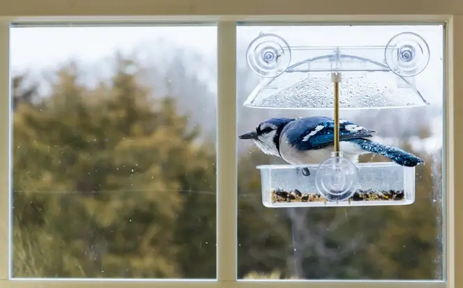 новини Васильків