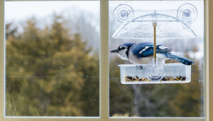 Кормушки для птиц: виды, материалы, советы по выбору