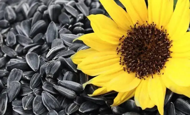 новини Васильків