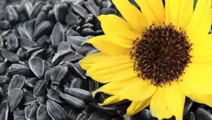 Евролайтинг в подсолнечнике: преимущества технологии и возможные риски