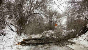 УВАГА! В Василькові через негоду зафіксовано обриви електромереж падаючими деревами