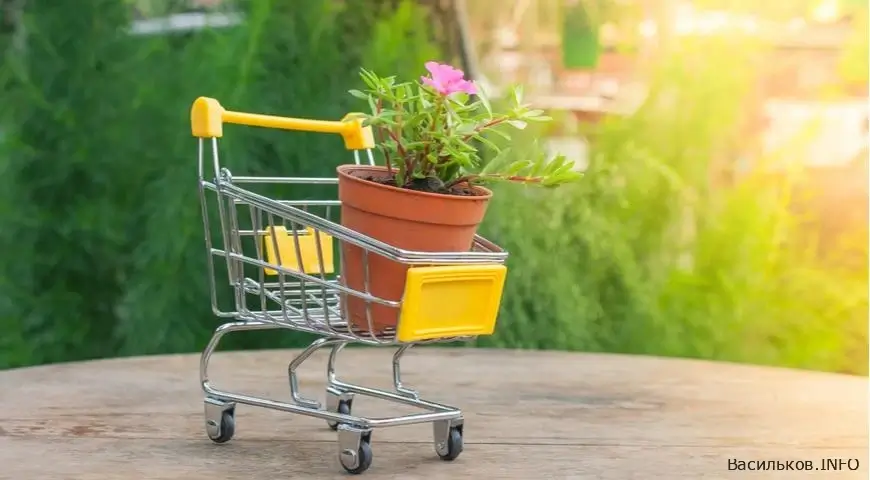 новини Васильків