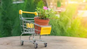 Ошибки при покупке саженцев: как выбрать качественные растения для сада