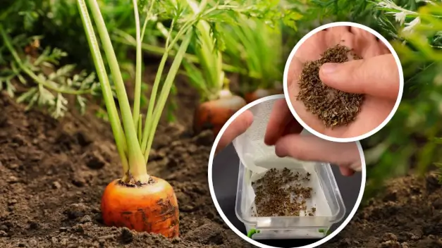 Анатомия урожая: Как качество семян моркови влияет на форму и вкус корнеплода